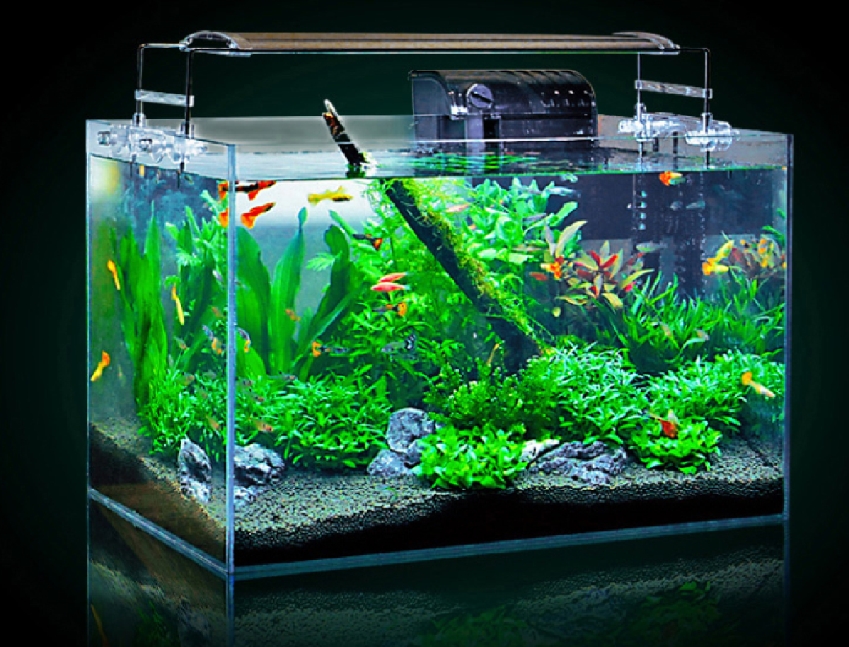 我的生态系统(鱼缸)